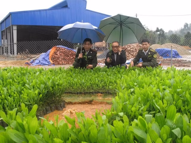 Nguoi “rot” ca chuc ty trong 500ha rung-Hinh-2