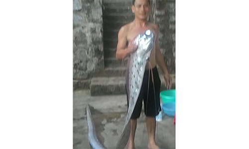 Con cá lạ này dài hơn 3m, có râu, mình dẹt óng ánh nhiều màu sắc rất đẹp.