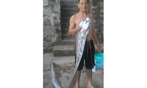 Con cá lạ này dài hơn 3m, có râu, mình dẹt óng ánh nhiều màu sắc rất đẹp.