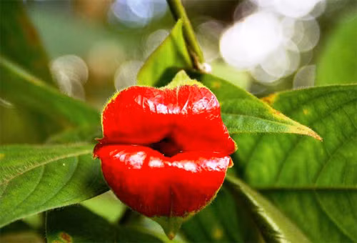 Được mệnh danh là “đôi môi Hooker", loài hoa Psychotria Elata quyến rũ đến "cháy bỏng".
