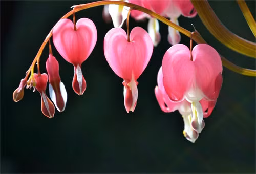 Bạn có thấy loài hoa xinh đẹp này mang dáng hình của những "trái tim rỉ máu" không?