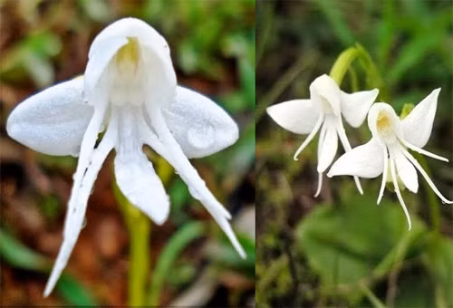 Trắng muốt tinh khôi, loài lan Habenaria Grandifloriformis trông chẳng khác nào những thiên thần.