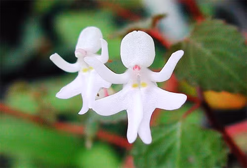 Được ưu ái đặt tên là "những cô vũ công", hoa lan Impatiens Bequaertii trông hệt như những cô nàng đang hòa mình vào điệu múa.