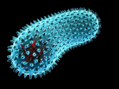 Vi khuẩn 3,5 triệu năm tuổi Bacillus F.