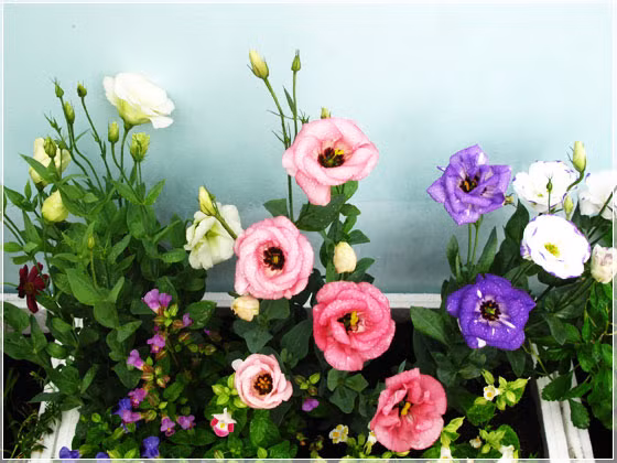 Hoa cát tường “Cát tường” ý nói đến những điều may mắn, tốt lành. Loài hoa thể hiện sự tự nhiên, thoải mái, vạn sự như ý, khỏe mạnh, may mắn. Có hoa cát tường trong nhà ngày Tết sẽ giúp cho không khí tết của gia đình thêm ấm cúng.