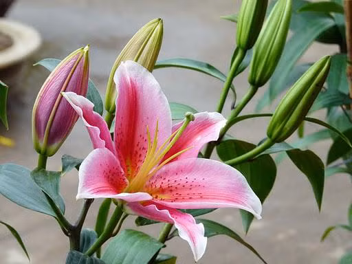 Hoa lily Hoa lily được yêu thích trưng trong các ngày lễ tết và các ngày đặc biệt bởi hương thơm ngát và tươi lâu. Không khí gia đình ngày Tết sẽ ngọt ngào hơn nếu như trong nhà thoang thoảng mùi hương lily.