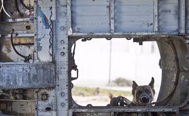 Trên chiến trường, chó nghiệp vụ là tài sản vô giá. Bức hình một chú chó đang kiểm tra thuốc nổ.