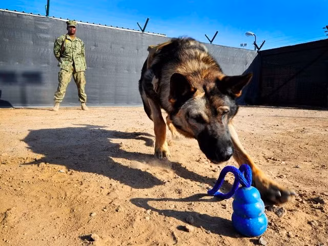 Huấn luyện rất khó nhọc. Yêu cầu đặt ra là các chú chó vượt qua bản năng hoang dã của mình và phát triển sự trung thành tuyệt đối với người điều khiển.