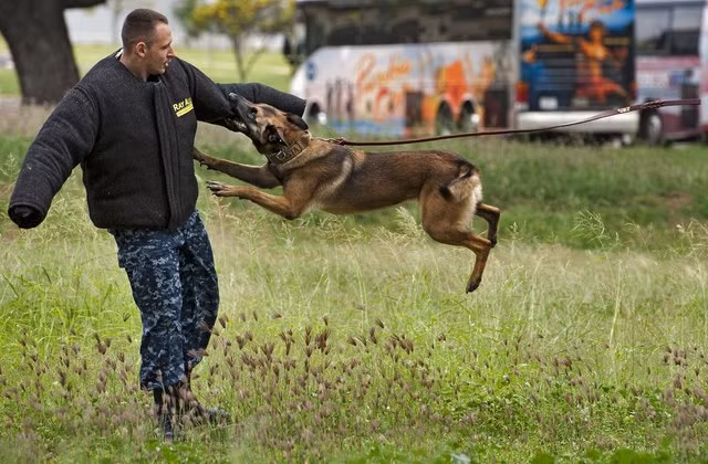 “Chó đã được con người thuần dưỡng từ lâu nên một chú chó dám tấn công người là điều rất hiếm gặp”, cựu lính SEAL Mike Ritland trả lời tờ Bưu điện New York.