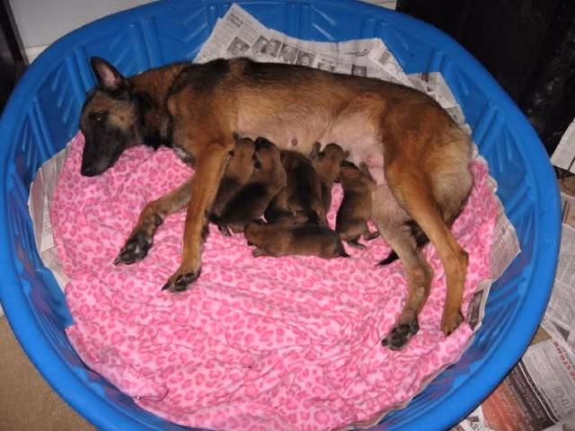  Chó nghiệp vụ được chọn chủ yếu từ một dòng duy nhất: Malinois Bỉ. Chỉ có 1% trong số các chú chó được chọn đủ tiêu chuẩn để tiếp tục huấn luyện.