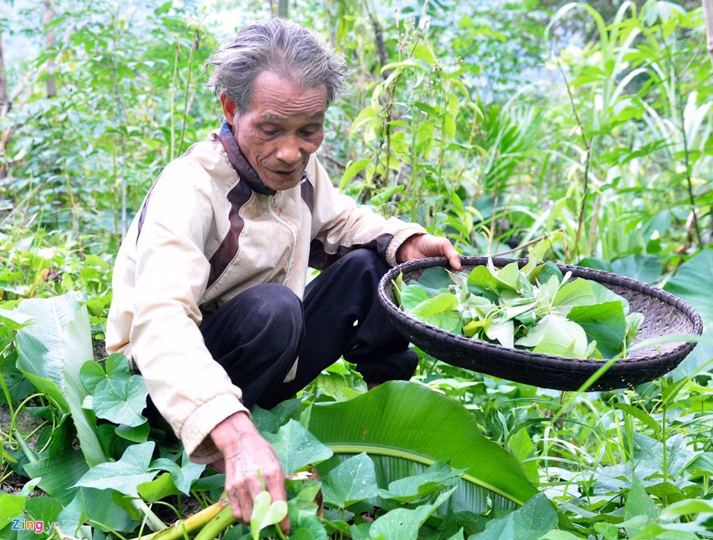 Khu rẫy xung quanh căn chòi, ông Châu trồng nhiều loại rau lang, khoai mì, gừng, nghệ, ớt, quế, bầu bí, chuối...và nhiều loại cây mai gan dùng làm thuốc chữa bệnh, giải độc.