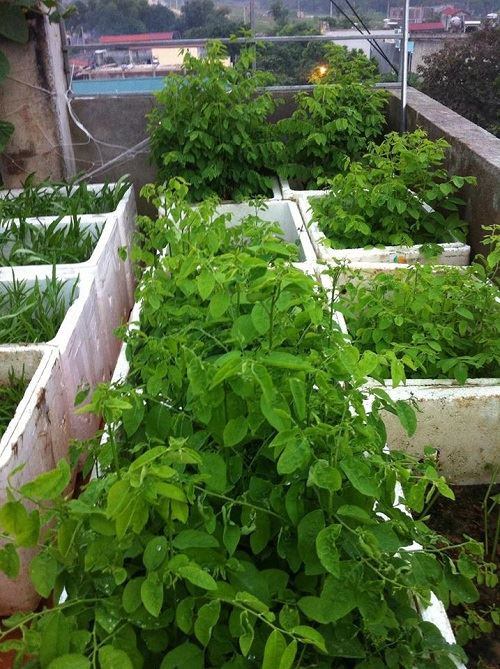 Không có diện tích đất vườn, chị Uyên tận dụng khoảng sân thượng rộng chừng 10m vuông để đặt thùng xốp, gieo trồng cây cỏ. Vì vậy, chị khá vất vả khi đưa đất trồng lên tầng 5 sân thượng. Ngoài ra, thời gian chăm sóc cây trên sân thượng nhiều hơn dưới đất vườn.