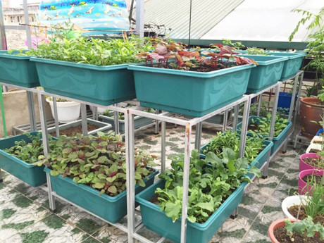 Để rau quả tươi tốt, cho năng suất cao, chị Phương đã dành khá nhiều thời gian để học hỏi bạn bè, tìm hiểu thêm trên internet nên chị đã học được khá nhiều kinh nghiệm chăm sóc rau quả cũng như trị các bệnh thường gặp.