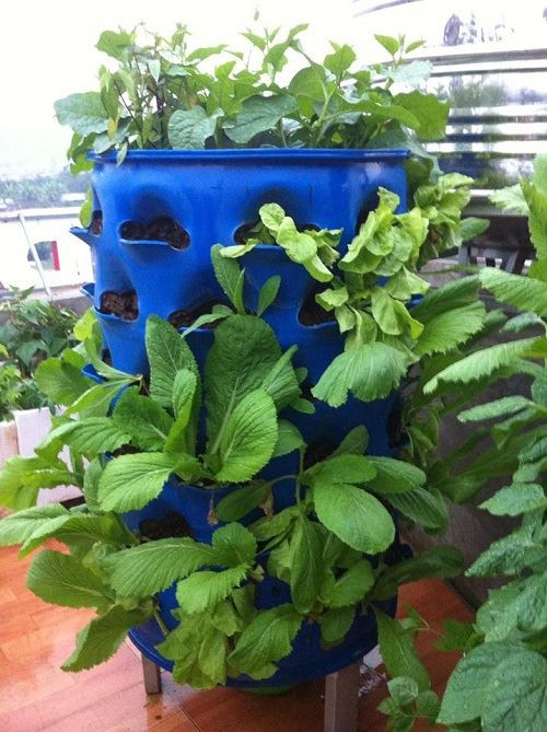 Gần 1 năm bắt tay thực hiện mô hình rau sạch trên sân thượng, chị Uyên Nguyễn (33 tuổi- Lào Cai) đã gieo trồng được nhiều loại rau quả như: rau muống , mồng tơi, rau lang, ngót, ngót nhật , dưa leo, chùm ngây, bí siêu ngọn, cai bẹ, cải mơ, cải ngồng, thiên lý, su su và các loại rau gia vị.