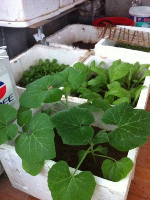 Chia sẻ lý do trồng rau, chị Uyên cho biết: “Hiện nay, rau quả ngoài chợ không đảm bảo an toàn, được phun kích thích và thuốc trừ sâu quá nhiều. Vì vậy, mình quyết định trồng rau sạch đảm bảo sức khỏe cho cả gia đình. Ngoài ra, mình gắng thiết kế khu vườn trở thành nơi các con biết yêu thiên nhiên, vợ chồng thư giãn cuối tuần”.