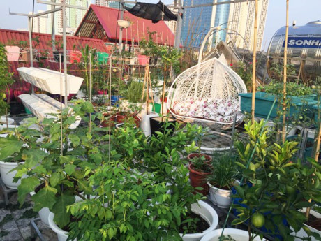 Khoảng sân thượng với đủ loại cây xanh, rau sạch, củ quả được chị Phương sắp xếp, bài trí khá hợp lý với kệ kim loại giúp chị trồng được đa dạng, bên cạnh đó chị còn tạo từng khoảng chức năng, phân vùng trồng từng nhóm cây hợp lý.