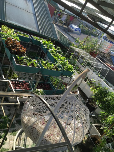 Mới bắt đầu sự nghiệp 'làm vườn' trên sân thượng được hơn một năm nhưng chị Phương (Khu đô thị Văn Quán, Hà Nội) đã khiến mọi người cảm thấy ngưỡng mộ và khâm phục khi trồng được rất nhiều rau sạch và quả lạ.