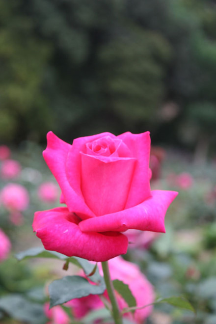 Nhiều cô dâu chú rể chọn đây là nơi ghi lại những khoảnh khắc hạnh phúc.