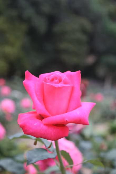 Nhiều cô dâu chú rể chọn đây là nơi ghi lại những khoảnh khắc hạnh phúc.