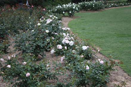 Hồng bạch trồng theo hình vòng cung.