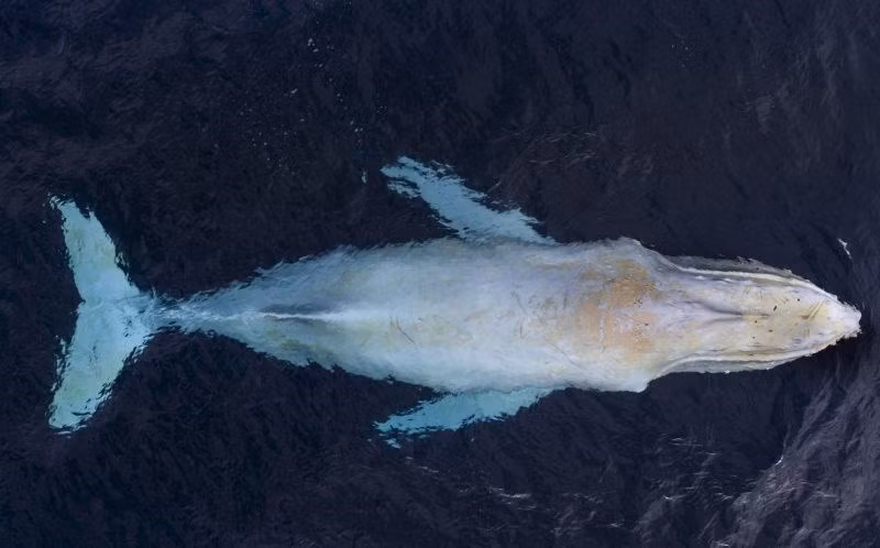 Con cá voi lưng gù bạch tạng trên có tên là Migaloo. (Nguồn: Caters News Agency)