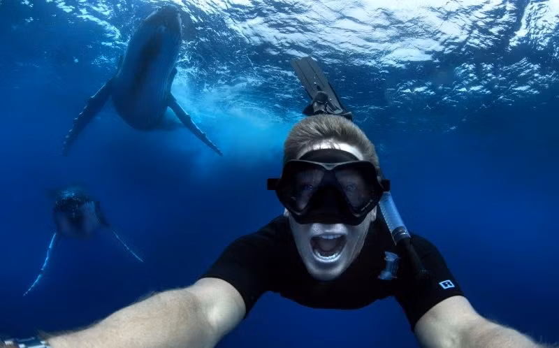 Migaloo đang di cư từ vùng biển phía Bắc về Nam. (Nguồn: Caters News Agency)