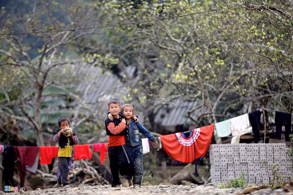 Người dân cho rằng năm nay không được mùa nên không trắng xóa núi đồi như mọi năm.