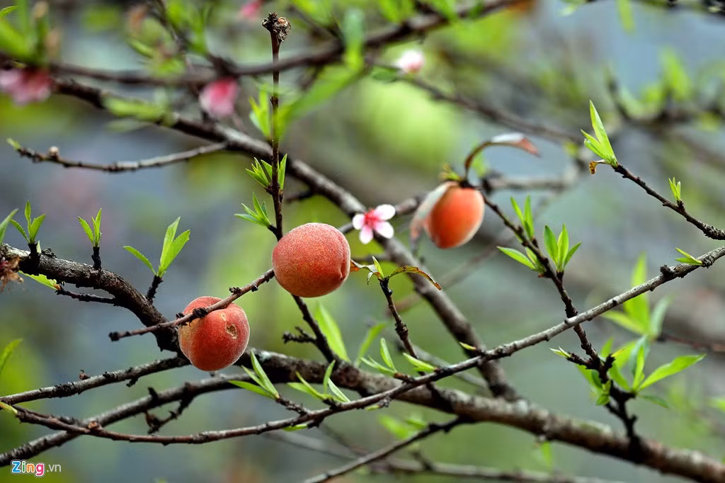 Những quả đào chín mọng khó kiềm lòng du khách thập phương.