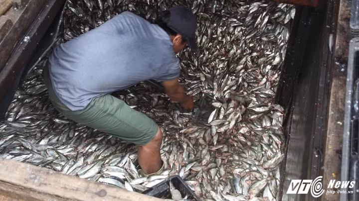 Chỉ sau một đêm ra khơi bám biển, nhiều tàu thuyền của ngư dân lại cấp bến với khoang đầy ắp cá trích, cá nục, cá cơm... (Ảnh: Phan Hiếu)