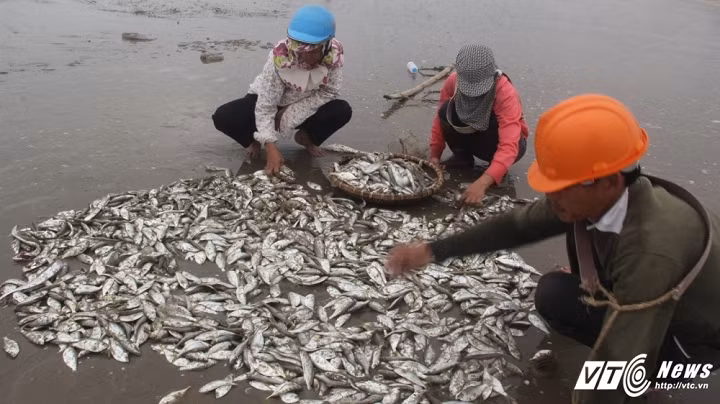 Với những mẻ lưới gần bờ, ngư dân Hà Tĩnh cũng có thể kiếm được 5-7 triệu đồng mỗi ngày. (Ảnh: Phan Hiếu)