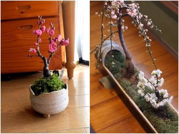 Ngoài ra những chậu đào mini cũng là một ý tưởng hay đáng cân nhắc cho ngôi nhà của bạn. Các chậu đào nhỏ sẽ là món đồ trang trí xinh xắn cho những ngôi nhà chật, giúp nhà thêm đẹp mà không lo tốn diện tích. Chậu đào mini - giải pháp tuyệt vời cho những ngôi nhà nhỏ.