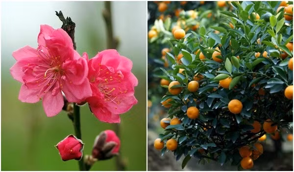 Như đã thành thông lệ, cứ Tết đến chúng ta lại háo hức sắm đào và quất để trang điểm cho ngôi nhà của mình. Những vật phẩm quý báu ấy của mùa xuân năm nào cũng hiện diện trong ngôi nhà. Vậy làm thế nào để Tết năm nay đào quất trở nên lộng lẫy, mới lạ hơn những mùa xuân trước? Đào được mua thành từng cành để cắm vào bình to, cũng có khi được mua thành chậu đặt ở phòng khách và tô điểm thêm bằng đèn nhấp nháy và hay hình trang trí đèn lồng, câu đối thu nhỏ. Quất thì đơn giản hơn, dù mỗi năm dáng quất có đổi thay theo "mốt" nhưng tựu chung lại, nhiều nhà sẽ không quên tậu một chậu quất trĩu quả mọng để đón Tết. Những cách trang trí quen thuộc như thế đã giúp ngôi nhà của chúng ta trở nên rạng rỡ và lấp lánh hơn bao giờ hết. Nhưng đã là trang trí thì sẽ không có công thức "phải thế nọ, phải thế kia". Quất đâu chỉ có thể làm đẹp khi ở trong chậu, đào đâu chỉ khoe sắc khi ở trong bình và cắm đèn nhấp nháy. Với sự sáng tạo của mình, bạn hoàn toàn có thể biến tấu đủ kiểu, biến đào quất trở thành món đồ trang trí linh động nhất cho ngôi nhà thân yêu.