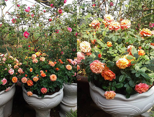 Cách chăm sóc cây hoa hồng ngoại Trước tiên, chị Hằng tập trung phát triển bộ rễ cây hồng bằng cách bón phân vào đất 7-10 ngày/ lần. Chị hạn chế phun thuốc kích thích sinh trưởng, phân bón lá để tránh tình trạng ảnh hưởng đến phát triển bộ rễ. Giai đoạn đầu cây non, chị bón phân có hàm lượng đạm- lân cao nhằm giúp mầm bật nhiều lá xanh và cứng cây. Khi cây đã trưởng thành, chị chuyển qua bón phân có hàm lượng lân và kali cao để cây bật nhiều nụ, hoa to, đậm màu.