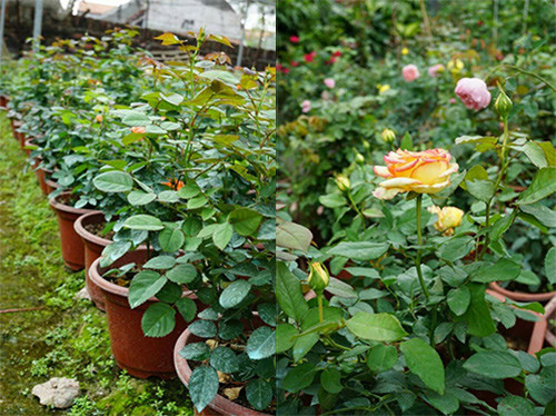 Có một cây hồng nhiều nụ, hoa bền và màu sắc đẹp, chị Hằng phải tỉ mỉ chọn lựa giống đời F1.