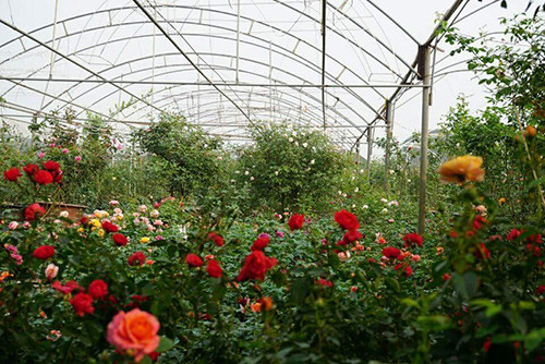 Sau hơn 2 năm thực hiện, chị Hằng đã trở thành bà chủ thiên đường hoa hồng rộng gần 6 ha. Chúng được trồng rải rác ở 4 tỉnh Miền Bắc: Hà Nội, Vĩnh Phúc, Bắc Ninh, Sơn La. Đó là nơi tham quan, học hỏi và cung cấp nguồn giống tốt cho nông dân trồng hoa. Đồng thời là nơi thực tập, nghiên cứu khoa học của các sinh viên Học viện Nông Nghiệp Việt Nam. Bên cạnh đó, vườn hồng luôn dành cho những người yêu hoa đến dạo chơi miễn phí mỗi dịp cuối tuần. Hiện nay, cơ ngơi của nữ thạc sĩ nông nghiệp có gần 500 giống hoa hồng nhập trực tiếp từ nước ngoài và gần 100 giống hồng nội.