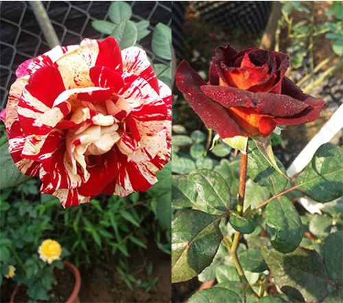 Hồng khoe mình trong ánh nắng chiều đông nơi ngoại ô thành phố.