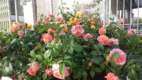 Đối với chị Hằng, vấn đề thuần dưỡng giống nhập để thích nghi với khí hậu nhiệt đới là trở ngại khá lớn. Chị bảo, một số giống hồng trồng ở nước ngoài rất đẹp, sai hoa và thơm, nhưng qua Việt Nam lại khác hoàn toàn. Nó chỉ phát triển thân và lá, không ra hoa hoặc chỉ ra 1 mùa. Ngoài ra, giá hồng ngoại rất đắt, từ vài trăm đến chục triệu đồng/cây khiến chị trăn trở về tiền vốn rất nhiều.