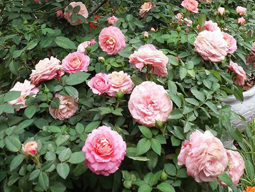 Chia sẻ cách trồng hoa hồng ngoại, chị Hằng cho biết, để có một cây hồng nhiều nụ, hoa bền và màu sắc đẹp, chị phải tỉ mỉ chọn lựa giống đời F1. Sau đó, chị quan tâm đến vị trí có thể gieo trồng hoa hồng. “Hoa hồng là cây ưa sáng và thích hợp khí hậu ôn hòa. Thông thường, nó yêu cầu cường độ chiếu sáng từ 10.000-12.000 lux, thời gian chiếu sáng thích hợp 8-12h/ngày. Nhiệt độ để cây sinh trưởng và phát triển tốt: 18-25 độ C. Vì vậy, mình luôn chọn vị trí thoáng mát, có ánh sáng chiếu trực tiếp tối thiểu 6h/ngày để trồng hoa hồng”, chị Hằng nói.