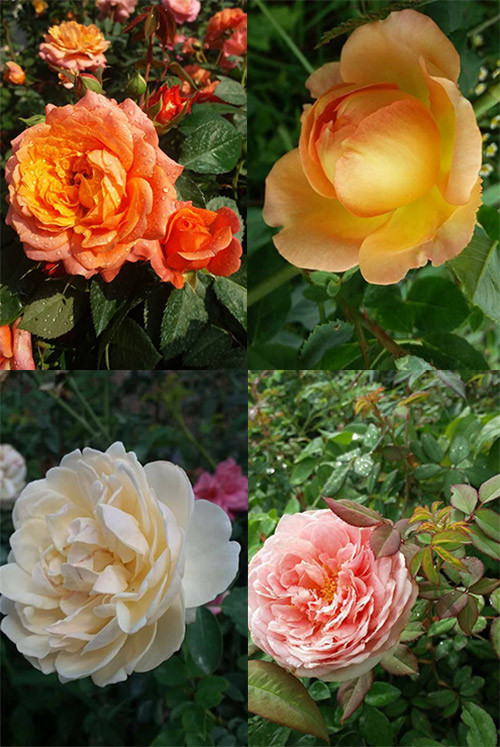 “Hoa hồng cần phải được cắt tỉa quanh năm. Tuy nhiên, thời điểm tốt nên là mùa xuân và mùa thu. Khi cắt, mình cắt tỉa các cành vô hiệu để cây thoáng, tạo tán. Đồng thời, nó cũng giúp cây đẩy mạnh quá trình bật mầm, phân nhánh. Sau khi cắt tỉa, mình sẽ tưới đủ nước, bổ sung chất dinh dưỡng và phun phòng trừ sâu bệnh hại cho cây”, chị Hằng cho biết.