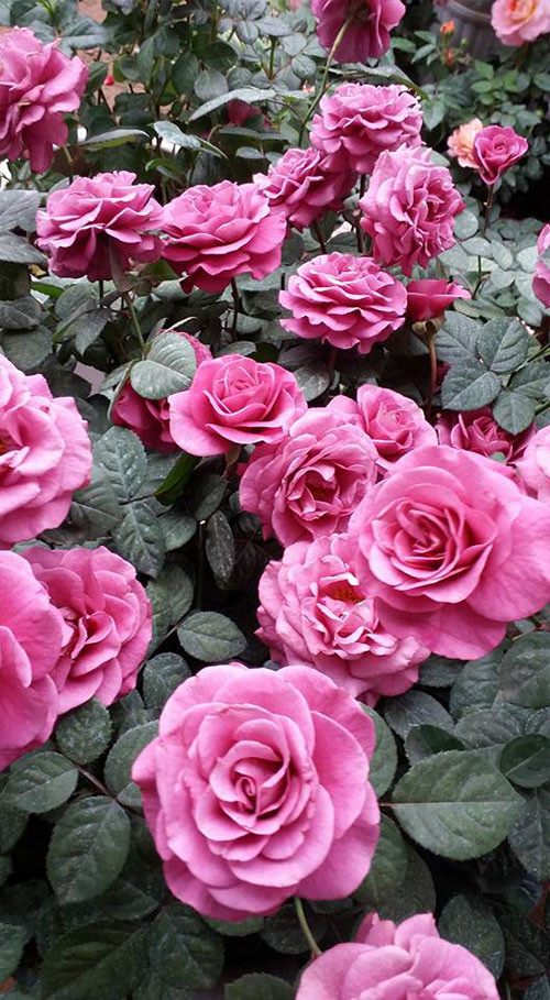 Khi trồng hoa hồng, giá thể có trong chậu luôn phải sạch. Nó vừa là nơi bộ rễ bám vào, vừa cung cấp chất dinh dưỡng cho cây nhưng tiềm ẩn lượng sâu bệnh. Do đó, hoa hồng có thể phát triển khỏe mạnh thì giá thể trồng phải được xử lý. Chị Hằng cho biết thêm, sâu bệnh cũng là vấn đề nan giải đối với cây hoa hồng. Cây đã trồng cần được kiểm tra, phun thuốc phòng trừ định kỳ từ 5-7 ngày/lần. Tuyệt đối, không để cây bị sâu bệnh nặng mới điều trị, đặc biệt với dòng hoa hồng ngoại là dòng hoa có giá trị. Ta nên sử dụng các chế phẩm sinh học rất an toàn để phòng trừ sâu bệnh hại cho cây thay vì sử dụng các thuốc bảo vệ thực vật có nguồn gốc hóa học.