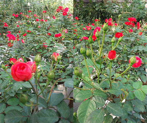 Tiếp đó, chị Hằng quan tâm vị trí trồng hồng sao cho đủ ánh sáng và nhiệt độ.