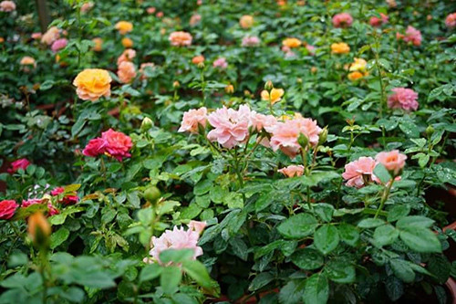 Khó khăn "chồng chất" khó khăn Bén duyên với hoa hồng ngoại, chị Hằng đã trải qua nhiều khó khăn dồn dập. Chị tâm sự: “Bạn hãy thử hình dung, một thạc sĩ nông nghiệp bỗng được thoả sức với đam mê, gắn bó với loài hoa yêu thích tuyệt vời như thế nào(?). Chính vậy, mình coi đó là một bước ngoặt lớn trong cuộc đời. Tuy nhiên, đam mê luôn song hành cùng sự vất vả và lo toan. Ngày ấy, con mình chưa tròn 1 tuổi, ông xã bận công việc. Do đó, mình luôn phải cân bằng giữa công việc với chuyện gia đình, chăm sóc con cái”.