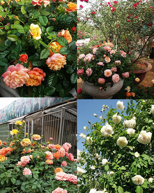 Hồng nhập ngoại nở hoa quanh năm với nhiều dạng cây như bụi, leo...