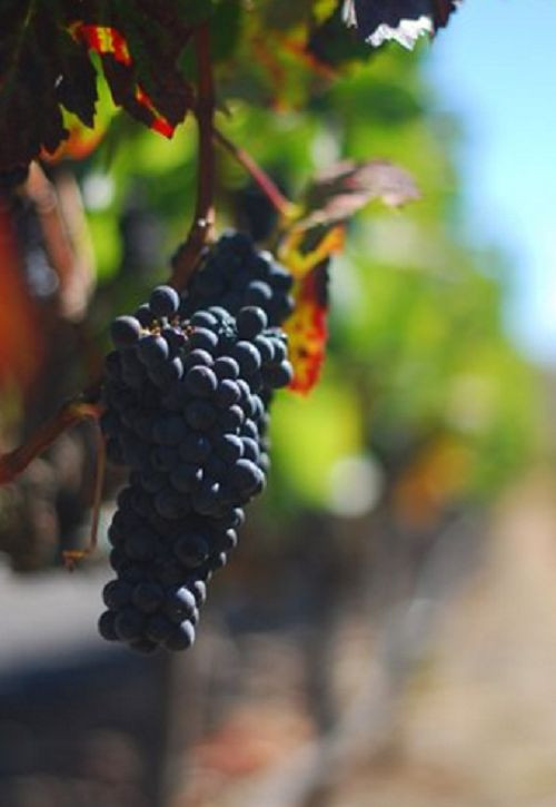 Từ trong biệt thự có thể ngắm nhìn những hàng nho nặng trĩu quả.