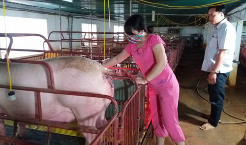 Vợ chồng anh Đỗ Văn Dũng trong trang trại chăn nuôi của gia đình. Ảnh: Nguyễn Thiêm