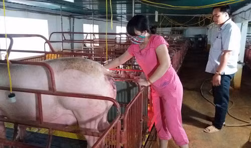 Vợ chồng anh Đỗ Văn Dũng trong trang trại chăn nuôi của gia đình. Ảnh: Nguyễn Thiêm