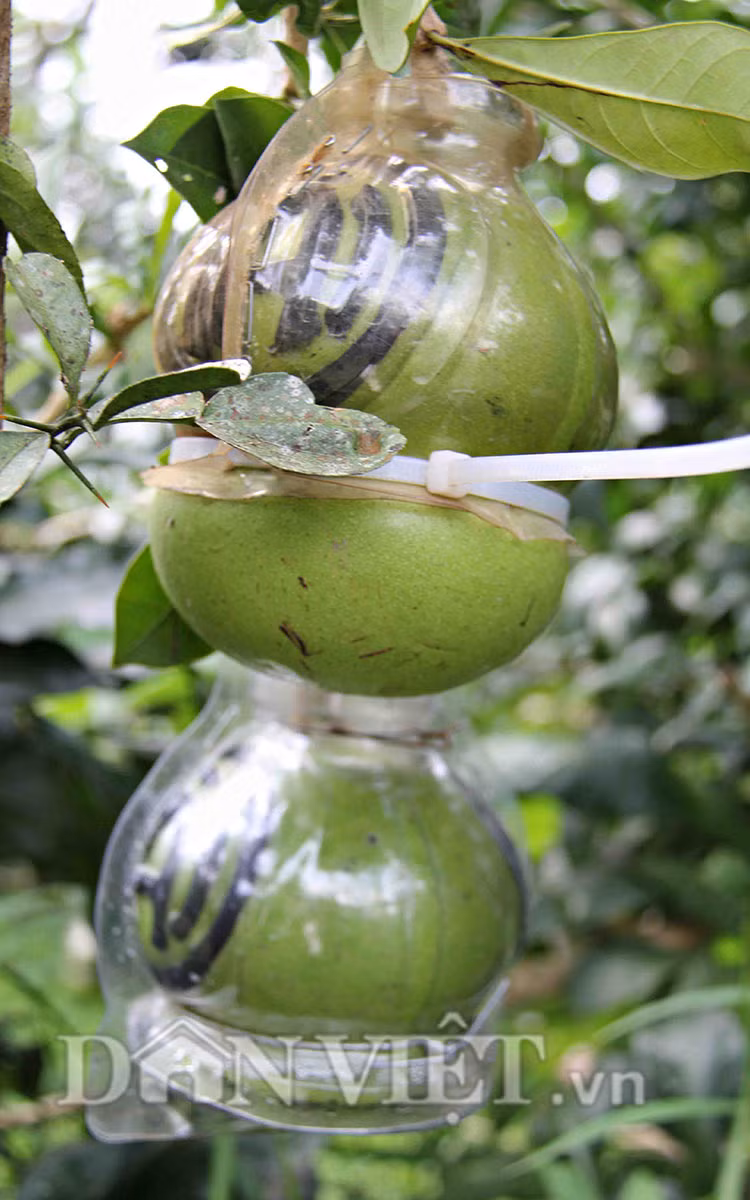 Điểm hay của trái đào tiên được tạo hình là để được lâu hơn bưởi, người mua có thể trưng bày trong thời gian dài. Trong quá trình tạo hình, tỷ lệ thành công cũng hơn hẳn bưởi vì ít bị sâu bệnh và rụng trái.