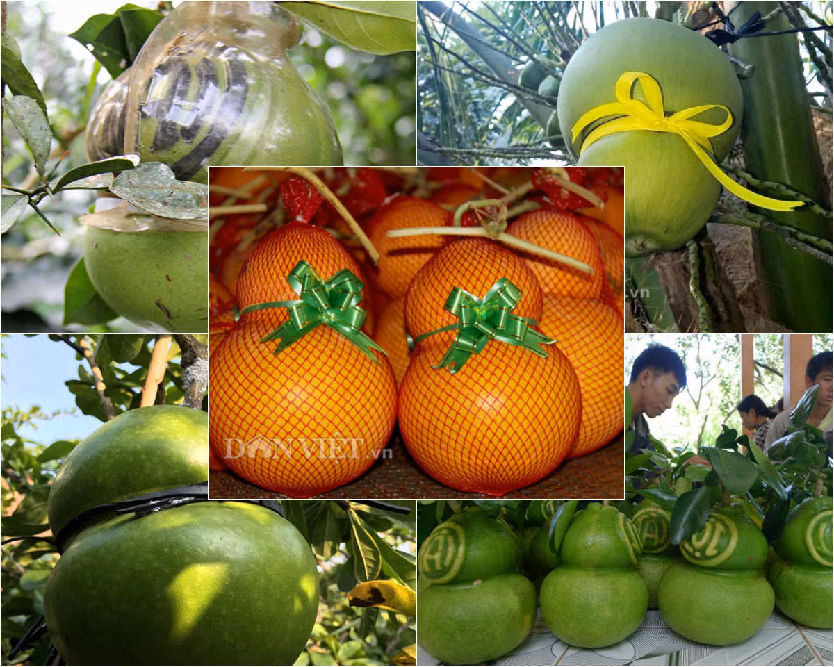 Dưa hấu, bưởi, bòng tây, dừa, đào tiên... là những loại quả được bàn tay nghệ nhân "phù phép" thành nhiều hình dạng bắt mắt khác nhau, trong đó phổ biến là cách tạo hình hồ lô. Bắt đầu xuất hiện cách đây vài năm, các loại trái cây được tạo hình thù khác lạ độc đáo đang ngày càng thu hút được sự quan tâm tìm mua của người tiêu dùng, nhất là vào các dịp lễ, Tết. Không chỉ thay đổi kết cấu và chất lượng bên trong của các loại hoa quả bằng việc thực hiện các phương pháp lai giống, rất nhiều loại hoa quả đã được bàn tay của những nông dân tài ba "hô biến" vẻ ngoài của mình để trở nên hấp dẫn hơn.