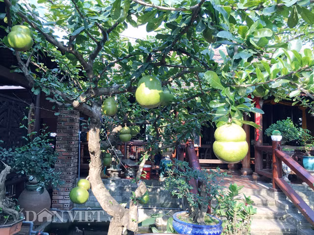 Trái bòng tây tạo hình hồ lô Thay vì hình tròn như bình thường, những trái bòng tây được tạo thành hình hồ lô trông khá lạ mắt. Chủ nhân của những trái bòng hồ lô là anh X.M (ở khu Quảng Trường Phạm Văn Đồng,TP Quảng Ngãi) chia sẻ, để tạo hình được như trên, anh đã phải dùng dây cao su cột nhiều vòng ở phần trái gần cuống, khi trái to bằng khoảng nắm tay người lớn. Sau đó một thời gian, những trái bòng tây này bị cột dần hình thành và dáng giống bình hồ lô.