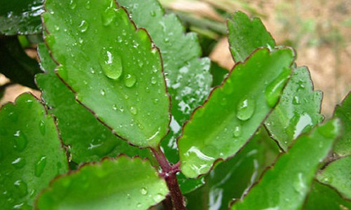 Cay song doi Duoc lieu tuyet voi tri bach benh